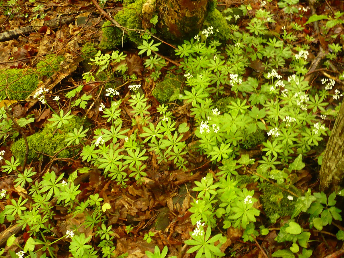 Galium odoratum (Rubiaceae)